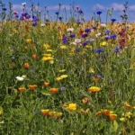 Blumensamen für Bienen und Schmetterlinge – Pflanzen für Bestäuber